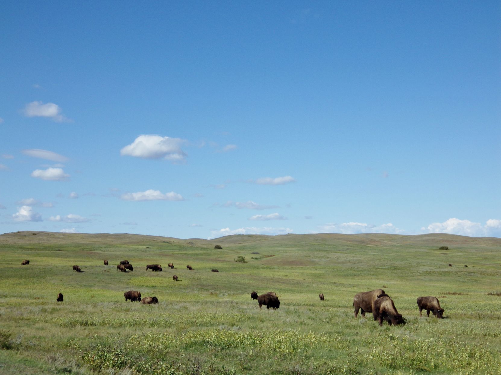 Bison herd